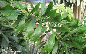 Image result for Caryota