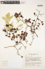 Image result for Dialium holtzii