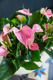 Maybe you would like to learn more about one of these? Heart Shaped Flowers For Valentine S Day Anthurium Is Worth More Then A Thousand Words