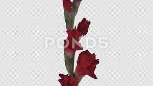 Time Lapse Of Opening Red Gladiolus Flower With Alpha Channel Stock Footage Red Gladiolus Opening Time Gladiolus Flower Gladiolus Red