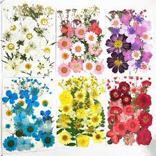 China Dried Pressed Flowers China Dried Pressed Flowers Manufacturers And Suppliers On Alibaba Com