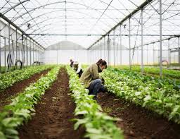 Adhérer aux jardins de cocagne, c'est aussi influer sur les choix des cultures et participer à toutes les grandes décisions de l'association. Jardins De Cocagne Des Paniers Bio Locaux Et Solidaires
