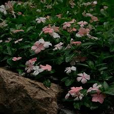 Image result for Catharanthus