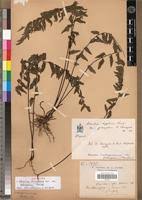 Image result for Adiantum comorense