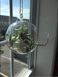 We did not find results for: Large Hanging Glass Orb Planter Succulent Planter Globe Etsy Succulent Planter Hanging Glass Air Plant Terrarium