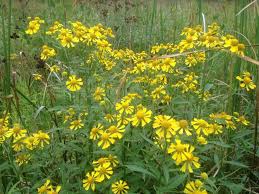 Image result for Helenium autumnale