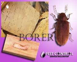 The Best Borer Treatment For Your Wooden Objects Borer Treatment Wellington Treatment Wood Pest Control