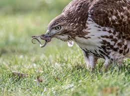 Odyssey Birds Of A Feather Location Red Tailed Hawks Can Catch Snakes Up To 4 9 Feet Long These Hawks Will Usually Capture The Snake Near Mid Body Then Quick Red Tailed Hawk Hawk Audubon Society