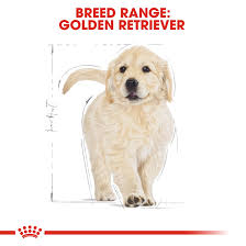 05/19/2021 ( 4 weeks old) sire: Golden Retriever Puppy Dry Royal Canin