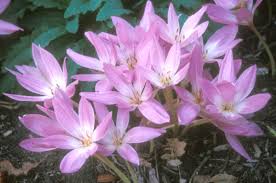 How deep to plant the bulbs and when they should be planted in your region/area. Late Summer And Fall Blooming Bulbs News