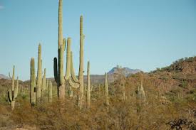 In addition to being a national monument, administered by the national park service, the area was designated an international biosphere reserve by the united nations in 1976. Organ Pipe Cactus National Monument Nh Nomads