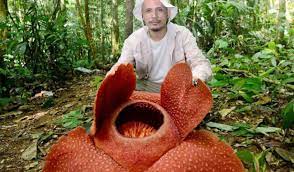 Borneo.well, its actually in sarawak and sabah.where this niah cave is their nesting ground. Bangkai Terindah