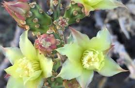 Jan 08, 2019 · the desert christmas cactus, cylindropuntia leptocaulis is also sometimes called desert christmas cholla and tasajillo. Desert Christmas Cactus