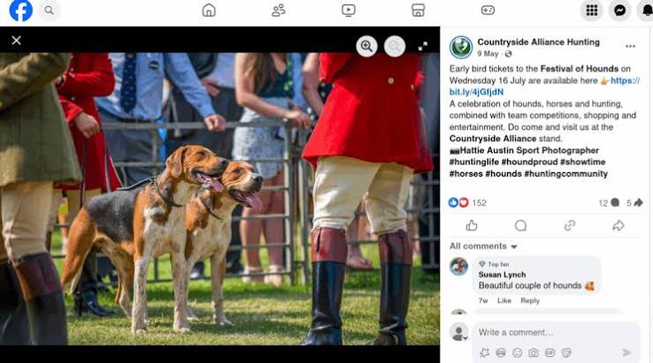 July fox hunting update: The hypocrisy of pro-hunt puppy shows - Protect the Wild