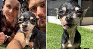 Dan + Shay's Dan Smyers and Wife 'Heartbroken' Over Loss Of 16-Year-Old  Rescue Dog