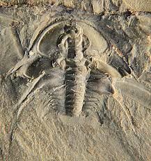 Image result for Basananthe triloba