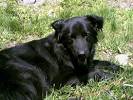 Puppy Newfoundland Dog