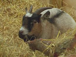 #cara membuat tanduk #tanduk gampang banget #damon tanduk. Prime Video Auf Wiedersehen My Pet