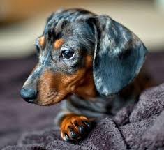 Black And Tan Dapple Dachshund Puppy Black And Tan Dapple Dachshund Dachshund Breed Dapple Dachshund Weenie Dogs