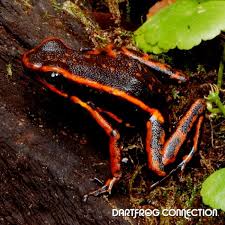 Image result for Triumfetta digitata