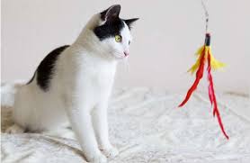Indoor cats consider your home their territory. Keeping Indoor Cats Happy And Fit Brentwood Country Animal Hospital