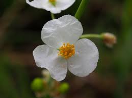 Image result for Alismataceae