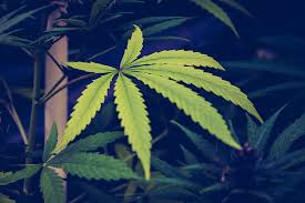 20+ trend terbaru gambar daun kartun keren senin, 03 juni 2019 edit. Marijuana 1080p 2k 4k 5k Hd Wallpapers Free Download Wallpaper Flare