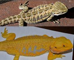 A Citrus Tiger Bearded Dragon S Color Changes From Hatching To Adulthood Demonstrated By Calypso Of C Bearded Dragon Bearded Dragon Colors Bearded Dragon Cute