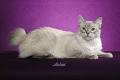 All About the Lynx Point Siamese Cats! Siamese of day