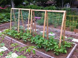I had taken the metal arched trellis down to stain the fence, and i didn't put it back up. Diy Trellises If You Build It They Will Grow Whole Foods Market