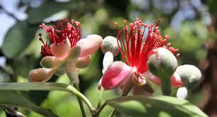 Check spelling or type a new query. Fantastic Feijoas All You Need To Know