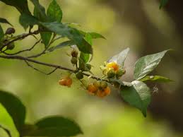 Image result for Streblus