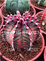 Buy cacti for sale cactus for sale, best prices buy exotic and rare cactus. Marlo Schwartzfisher Adli Kullanicinin Jardin Panosundaki Pin Sukulent Etli Yaprakli Bitkiler Egzotik Cicekler
