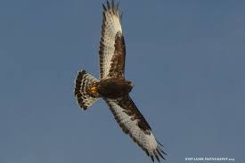 Birds Of Upstate Ny Dark Colored Rough Legged Hawk Taken 2 10 2014 In Lafargville Upstate New York Bald Eagle Color Hawk