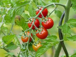 Cherrytomaatjes zijn ongeveer zo groot als een kers. Philovita Tipps Zum Anbau Im Eigenen Garten Plantura