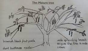 The flamboyant (delonix regia (bojer) raf.) is a perennial legume tree, grown in tropical and subtropical regions as an ornamental species because of its showy flowers.it is a valuable shade tree and the leaves and seed meal can be used to feed livestock. The Life Cycle Of Delonix Regia Flamboyant Hive