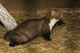 Im garten sucht sich der waschbär bretter oder äste für sein geschäft, selbst in einem marderkot riecht sehr streng. Marderkot Daran Erkennen Sie Die Exkremente Von Mardern