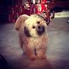 Their undeniable popularity has made them a top choice to mix with other breeds, an endeavor that has produced many adorable pomeranian mixes. 3