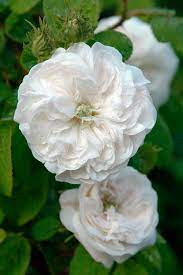 Paul Barden Roses Damask Rose Rose Garden Rose Garden Design