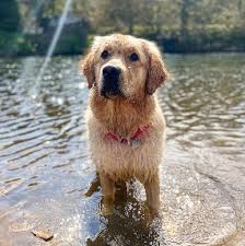 Where health tested, family raised, champion bloodline puppies are born. 13 Best Golden Retriever Breeders In Washington 2021 We Love Doodles