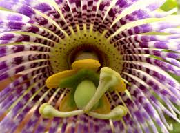 Image result for Passiflora ligularis