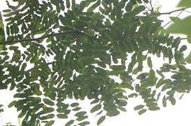 Image result for Albizia procera