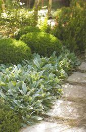 Pin By Rachel Tan On Purple Gray Flower Beds Garden Border Plants Plants Garden Borders