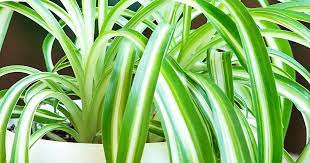 This winter, i've found the cure: How To Grow And Care For Spider Plant Lovethegarden