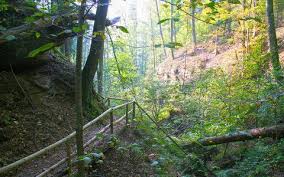 Bodenbachschlucht Spiegelberg Wald Bilder Boden Ausflug