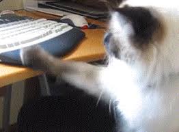 On mobile and touchscreens, press down on the gif for a couple of seconds and the save option will appear. Typing Cat Gif