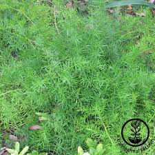 Asparagus Fern Plant A Sprengeri Asparagus Fern Plants Fern Seeds