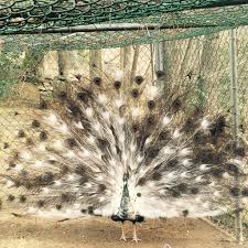 As friends and families of the deceased are mourning the passing of their loved and cherished bird. Should You Add Peacocks To Your Homestead Hello Homestead