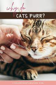 Why Do Cats Purr Cat Purr Why Do Cats Purr Cat Behavior