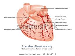 The numbers of diagonal and obtuse marginal branches were counted. Shutterstock Puzzlepix